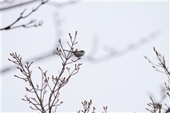 シマエナガ,Long-tailed Tit