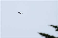 カラフトワシ?,Greater Spotted Eagle?