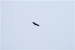 カラフトワシ?,Greater Spotted Eagle?
