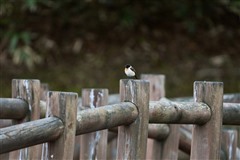ノビタキ,Commn Stonechat