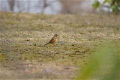 アカハラ,Brown-headed Thrush