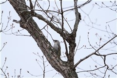 ヤマゲラ,Grey-headed Woodpeker