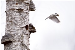 コガラ,Willow Tit