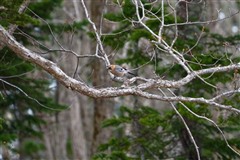 ミヤマカケス,Japanese Jay