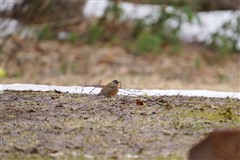 マミチャジナイ,Eyebrowed Thrush