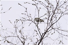 センダイムシクイ,Eastern Crowned Warbler