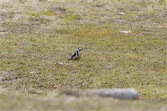 アカゲラ,Great Spotted Woodpeker