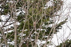 ミヤマカケス,Japanese Jay