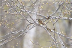 アオジ,Black-faced Bunting