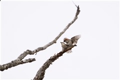 ニュウナイスズメ,Russet Sparrow