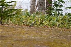 ヤマゲラ,Grey-headed Woodpeker