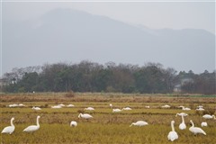 コハクチョウ,Tundra Swan