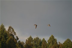 マガン,Gerater White-fronted Goose