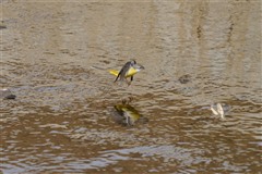 キセキレイ,Grey Wagtail