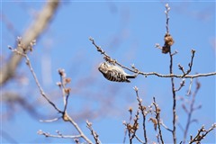 コゲラ,Japanese Pigmy Woodpecker