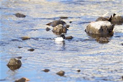 セグロセキレイ,Japanese Wagtail