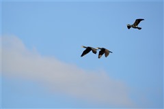 カワウ,Great Cormorant