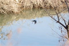 カワセミ,Common Kingfisher
