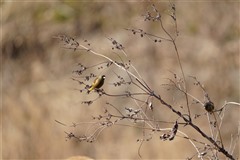 カワラヒワ,Oriental Greenfinch