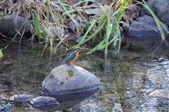 カワセミ,Common Kingfisher