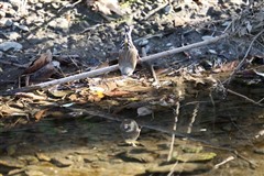 カワラヒワ,Oriental Greenfinch