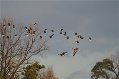 タゲリ,Northern Lapwing